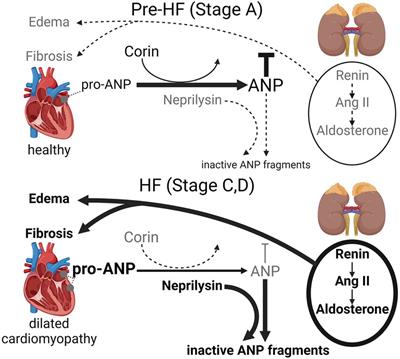 Falling corin and ANP activity levels accelerate development of heart failure and cardiac fibrosis